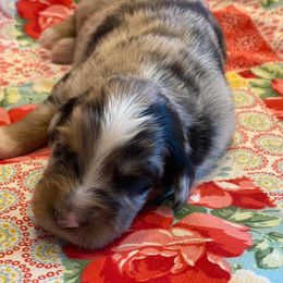 Australian Shepherd Puppies from Sweets' Cattle Co and Australian Shepherds