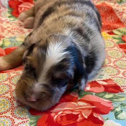 Australian Shepherd Puppies from Sweets' Cattle Co and Australian Shepherds