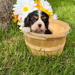 Tri Male - Tri-color male Cavalier King Charles Spaniel puppy in Raymondville, Missouri from Puppy PlayPen