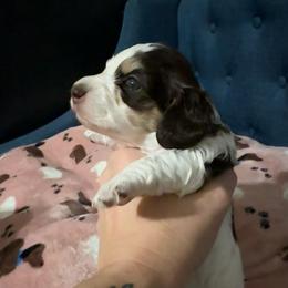 Chocolate and cream pie - Piebald female Dachshund puppy in Mt. Vernon, Texas from The Spotted Doxie
