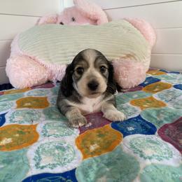 Elsa-Cream Sable, Piebald - Sable female Dachshund puppy in Wolf Lake, Indiana from Canisteo Dachshunds