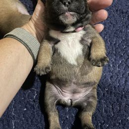French Bulldog and Mastiff Puppies from Divine Mastiffs Ashlan French Bulldogs