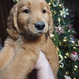 Golden Retriever Puppies from Ginger Snap Golden Retrievers