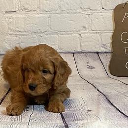 Goldendoodle and Poodle Puppies from Partridge Doodles and Poodles