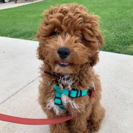 Goldendoodle Puppies from The Doodle Spot