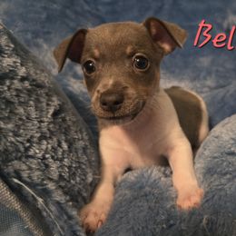 Belle - Blue white and tan female Rat Terrier puppy in Brookfield, Missouri from Country Rat Terriers