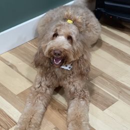 Kimber - Assorted Doodle Crosses