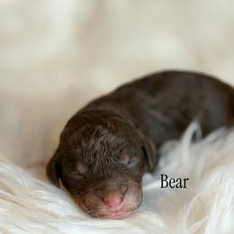 Bear - Phantom male Poodle puppy in Waco, Texas from Poodle Paradise