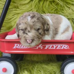 Assorted Doodle Crosses and Newfypoo Puppies from Hidden Haven Poodles and Doodles