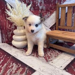 Elle - Black and white female Pomsky puppy in Bucyrus, Missouri from Hill Top Pomskies