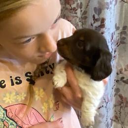 MOCHA - Piebald male Dachshund puppy in Elizabethtown, Kentucky from Teeny Tiny Puppy Tails