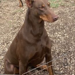 Sin - Doberman Pinscher