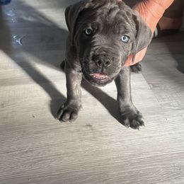 Blue brindle - Gray brindle male Cane Corso puppy in Pleasant Grove, California from Elite Legacy Corsos