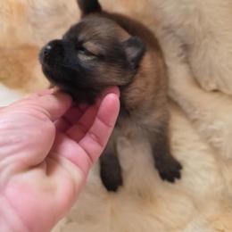Puppy 1 - Wolf sable female Pomeranian puppy in Lebanon, Indiana from Duran's Huskies and Pomeranians