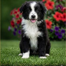 Beau - Black & white male Miniature Australian Shepherd puppy in White Oak, Texas from Triple Lake Ranch Miniature Australian Shepherds