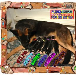 Boy 3 - male German Shepherd puppy in Murrieta, California from Diamond Oaks German Shepherds