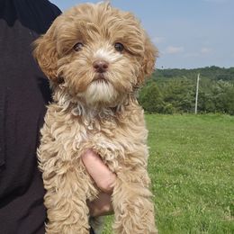 Chuck - Buff male Cockapoo puppy in Galena, Illinois from Perry's doodles