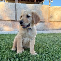 Chester-Blue - Golden male Golden Retriever puppy in Cedar City, Utah from RuTess Goldens