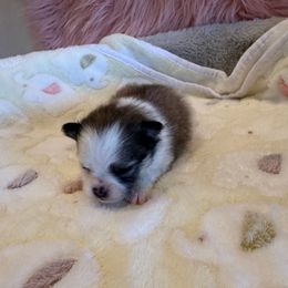 Female 1 - Orange sable female Pomeranian puppy in Success, Missouri from Sweet Success