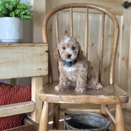 F1B Meet Princeton :) - Blenheim male Cavapoo puppy in Centerville, Iowa from Barnyard Dachshunds, Dals & Doodles