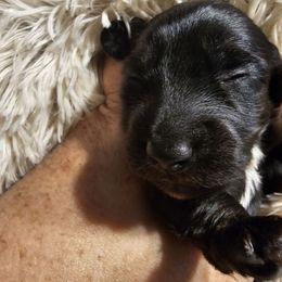 Lacey - Black and cream female Dachshund puppy in Strong, Arkansas from Dachshunds R Us
