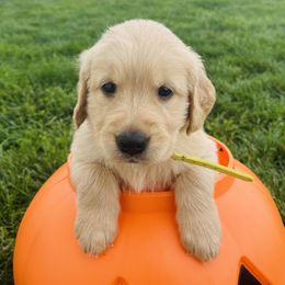Florence - Golden female Golden Retriever puppy in Blackfoot, Idaho from Ivy’s Goldens