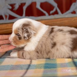 Australian Shepherd Puppies from Authentic Aussies