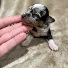 Wylie - Blue merle female Toy Australian Shepherd puppy in Miami, Oklahoma from HighEnd Aussies
