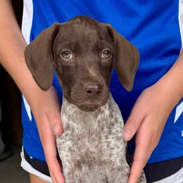 German Shorthaired Pointer puppies from Andre Family Farms & Kennels
