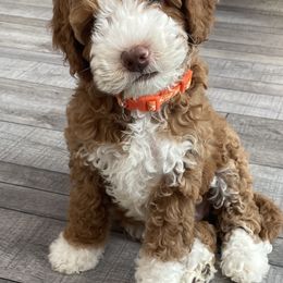 Australian Labradoodles from Lazy Mountain Labradoodles