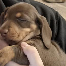 Standard Girl 1 - Chocolate and tan female Dachshund puppy in La Pine, Oregon from Lil Deschutes