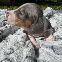 Boy2 - Piebald male Dachshund puppy in Stockton, California from Royalty Weenies