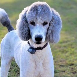 Zayne - Poodle
