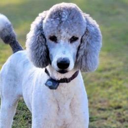 Zayne - Poodle