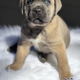 Red - Gray and fawn male Cane Corso puppy in Pollock Pines, California from Capitol City Cane Corso