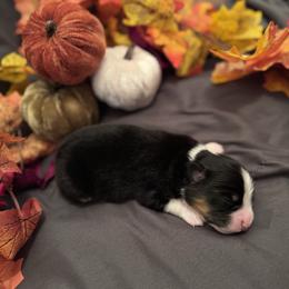 Boo - Black tri male Miniature American Shepherd puppy in Weatherford, Texas from Paris Miniature Americans