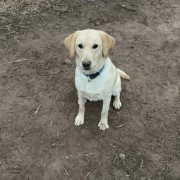 Bella - Labrador Retriever