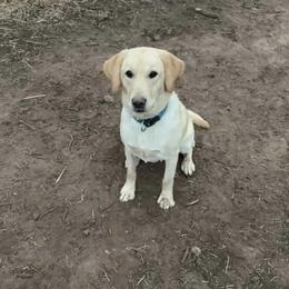 Bella - Labrador Retriever