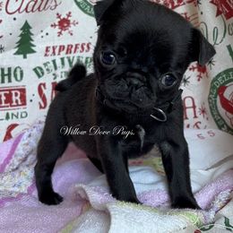 Pug puppies from Willow Dove Pugs