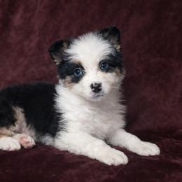 Hopper - Black tri-color male Australian Shepherd puppy in Saint Maries, Idaho from North Idaho Aussies