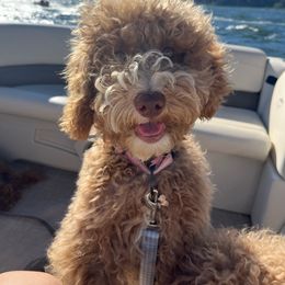 Winnie - Australian Labradoodle