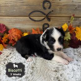 Biscotti - Blue merle male Australian Shepherd puppy in El Dorado Springs, Missouri from OR Aussies