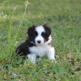 Cecil - Black and white Border Collie puppy in Wildwood, Florida from Isle Breez Border Collies