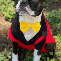 Boston Terrier Puppies from I Love Pups