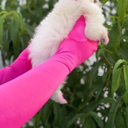 Pomeranian Puppies from POMERLAND exotic Pomeranians of Orlando