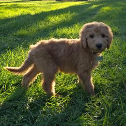 Junie - Red  female Goldendoodle puppy in Georgetown, Tennessee from Georgetown Designer & Purebred Puppies