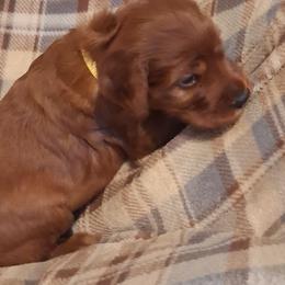 Yellow collar Female - Mahogany female Irish Setter puppy in East Bloomfield, New York from Down East Setters