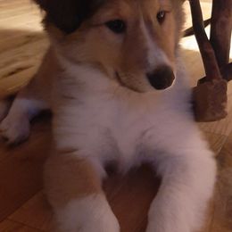 Old Time Scotch Collies from Kindred Spirit Farm