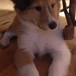 Old Time Scotch Collies from Kindred Spirit Farm