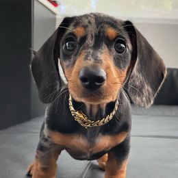 Dachshunds from Oscar's Dachshunds